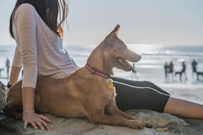 hund-mit-frau-am-strand-1-1024x683-1