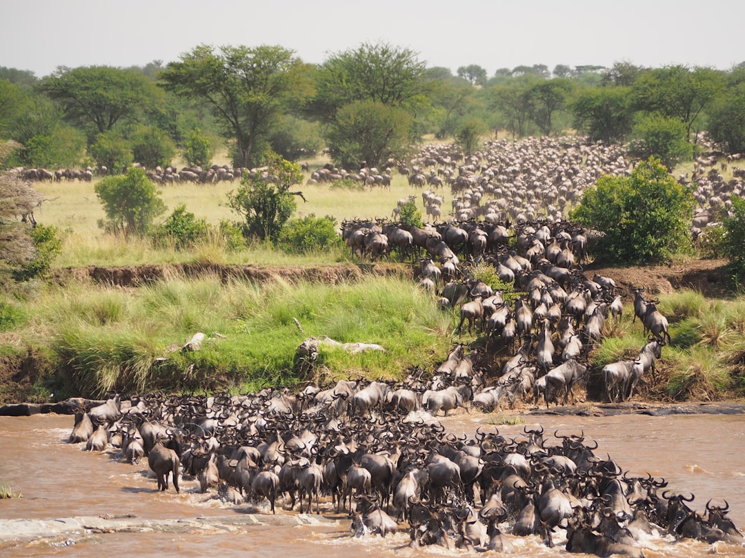 Safari en globo aerostático sobre el Masai Mara: la aventura africana que te va a cambiar la vida