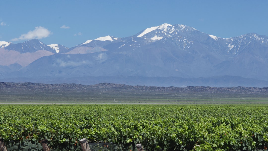 Por qué la ruta del vino de Mendoza es el viaje que tenés que hacer este año