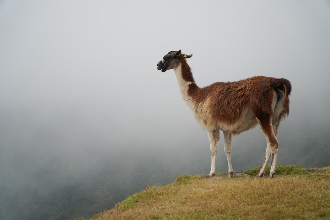 Machu Picchu: el misterio inca que te va a dejar sin palabras