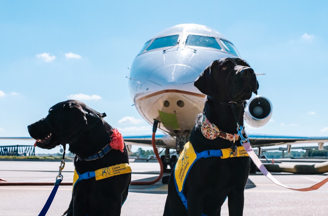 Viajar con tu perro al exterior: la guía completa que necesitás antes de subirte al avión