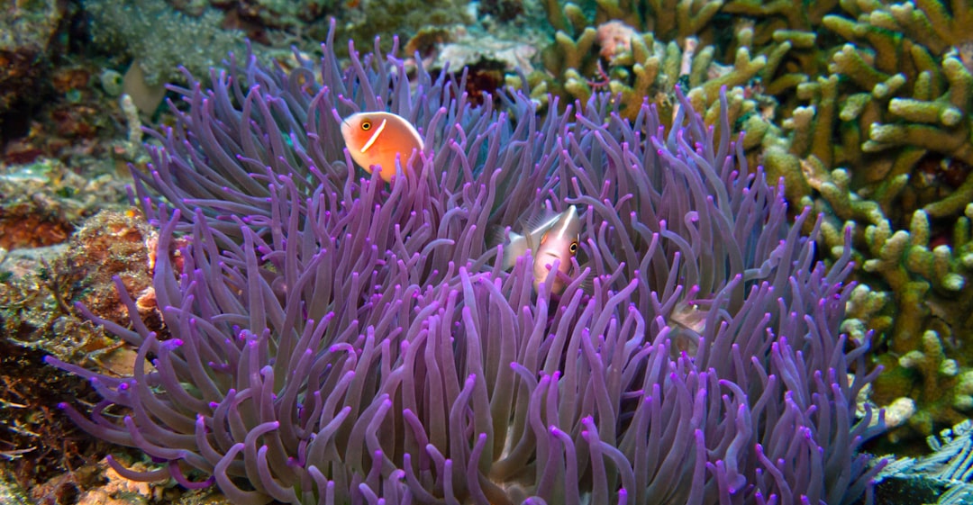 Buceás en el arrecife más grande del mundo y entendés por qué es Patrimonio de la Humanidad