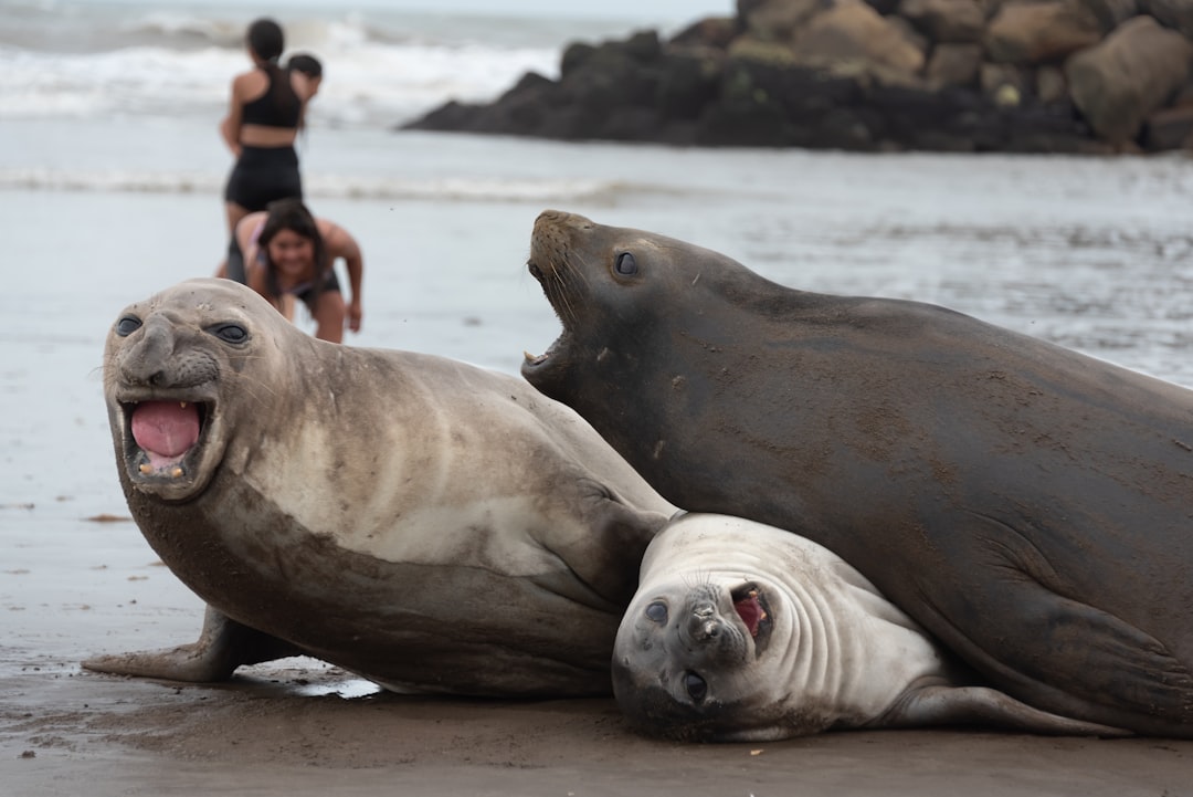 Buceo en Mar del Plata: así es sumergirse en las aguas atlánticas con los expertos desde 1969