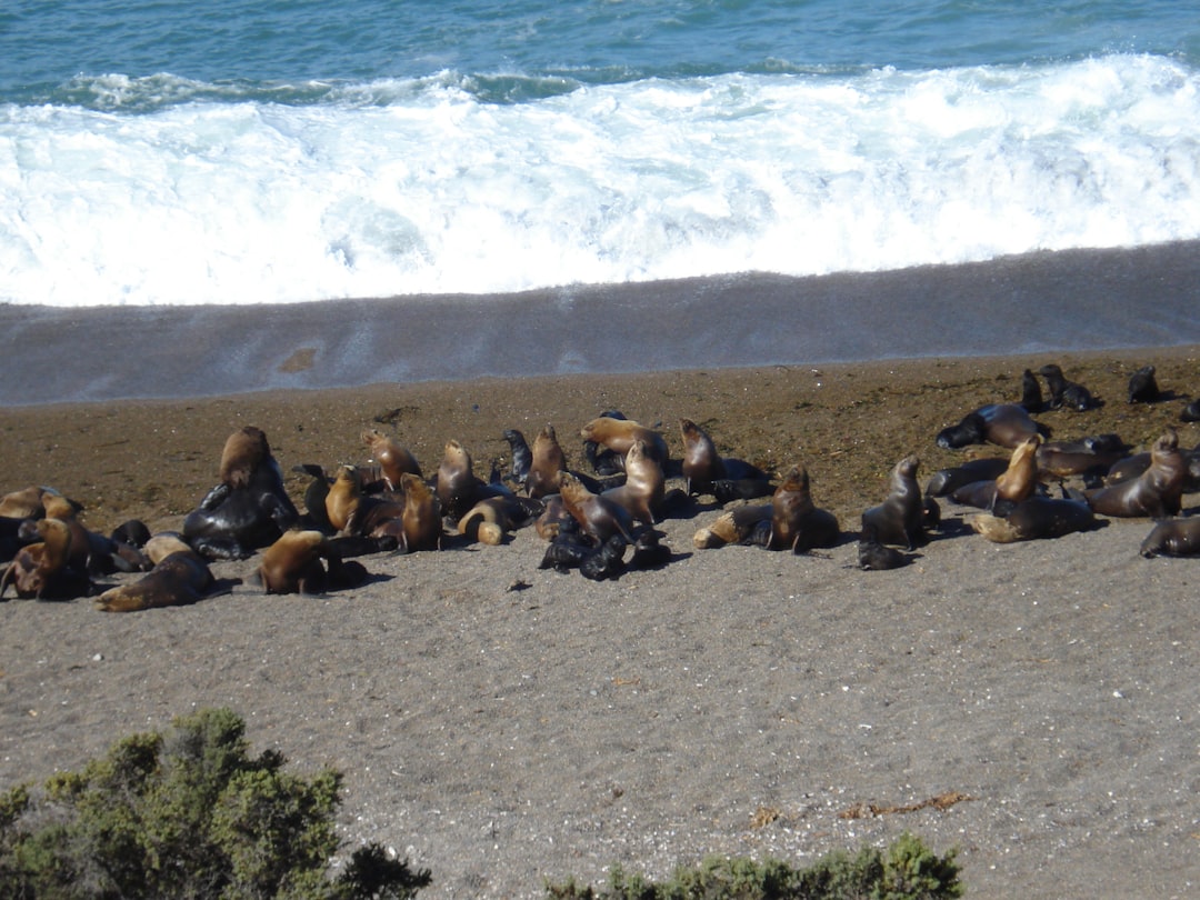 Buceo en Mar del Plata: así es sumergirse en las aguas atlánticas con los expertos desde 1969