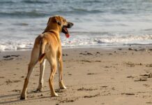 Playas donde tu perro es la estrella: descubrí Mar del Plata pet friendly