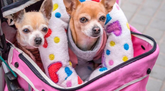Barcelona te sorprenderá: la ciudad donde viajar con tu perro es casi mejor que sin él