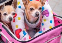 Nueva York con tu perro: la ciudad que te recibe con cuencos de agua en cada esquina
