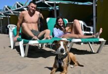 Mar del Plata con tu perro: las playas donde tu compañero peludo es la estrella del verano