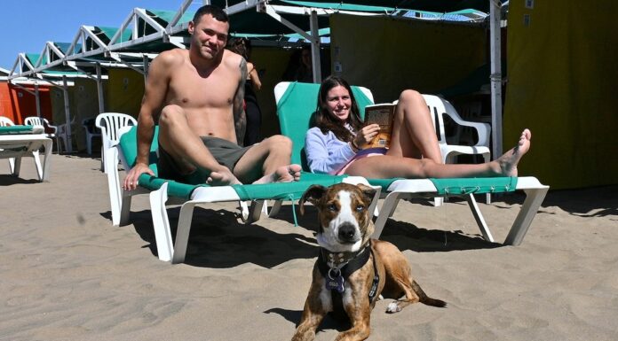Mar del Plata con tu perro: las playas donde tu compañero peludo es la estrella del verano