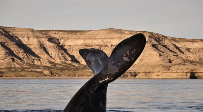 Puerto Madryn: el avistaje de ballenas que te va a dejar sin palabras