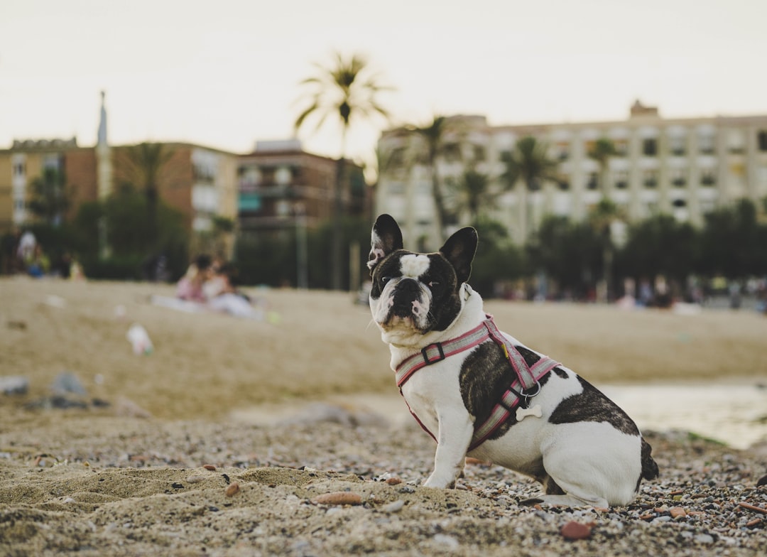 Barcelona con tu perro: la ciudad donde viajar con tu compañero peludo es una aventura