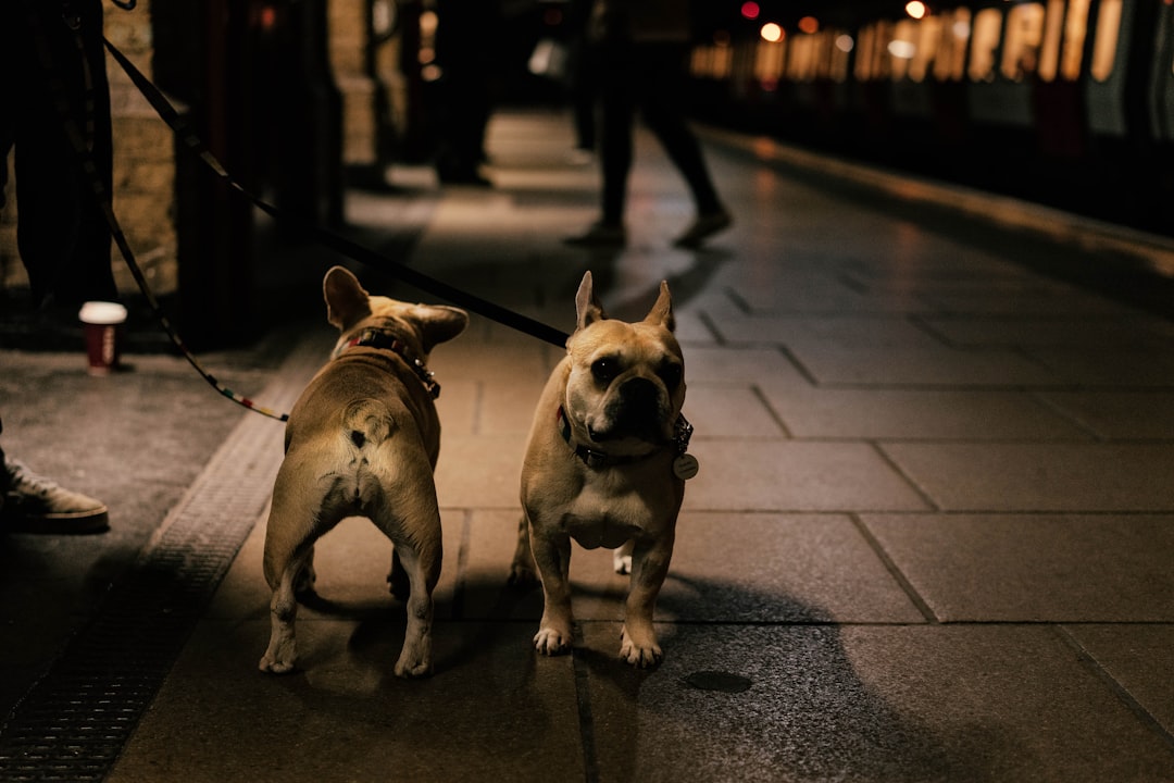 Londres con tu perro: los mejores hoteles dog friendly para viajar sin dejar a tu compañero peludo