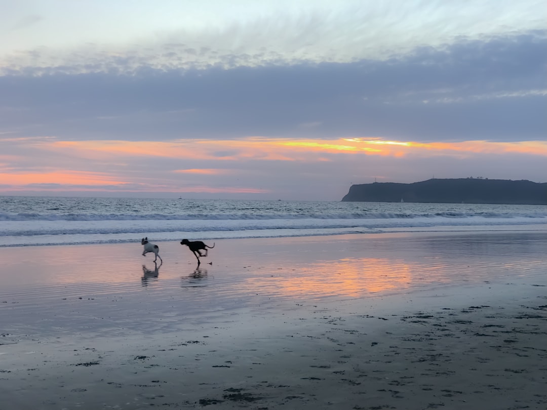 Pinamar con tu perro: la playa donde tu compañero peludo es la estrella del verano