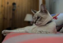 Tu perro merece un cinco estrellas: los hoteles pet friendly que te sorprenden en Buenos Aires