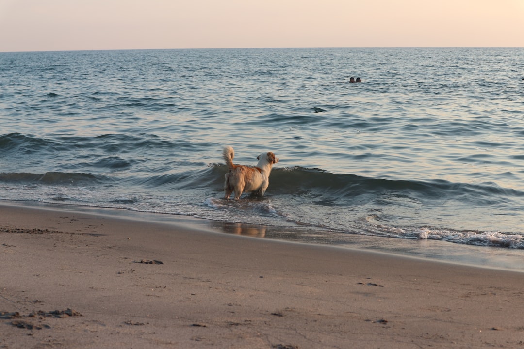 Villa Gesell con tu perro: la guía completa para unas vacaciones en la playa sin culpas