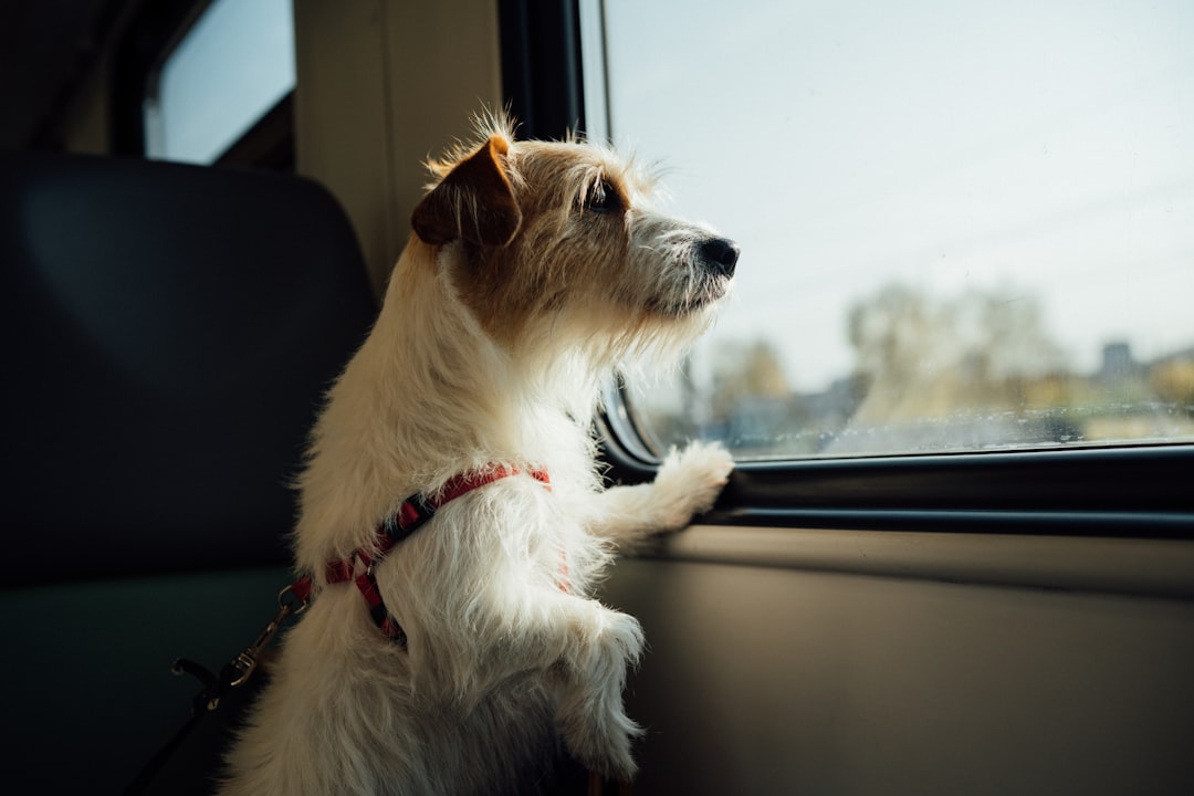 Llevar a tu perro a Europa es más fácil de lo que creés: la guía que necesitabas