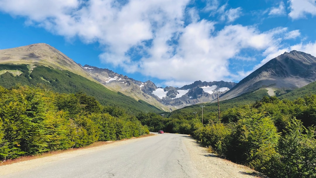 Viajar con tu gato a la Patagonia: la guía que necesitás antes de partir