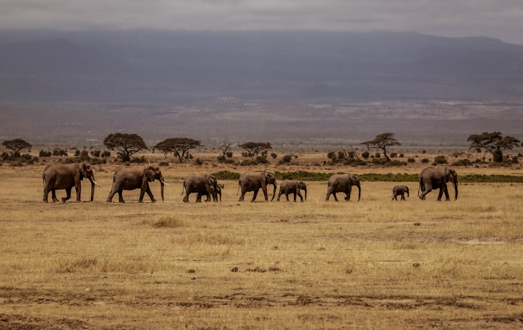 Safari en globo aerostático sobre Kenia: la aventura africana que te va a cambiar la vida