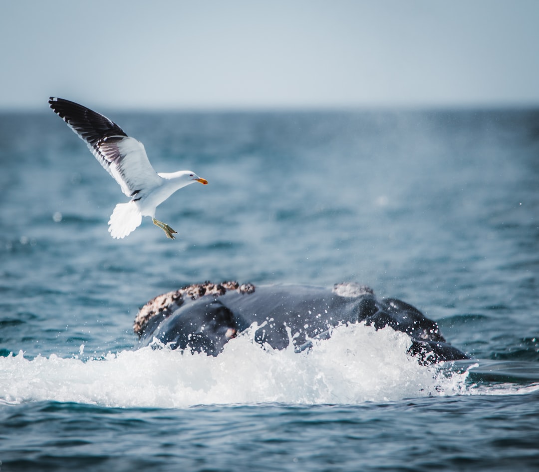 Puerto Madryn: el avistaje de ballenas que te va a dejar sin palabras