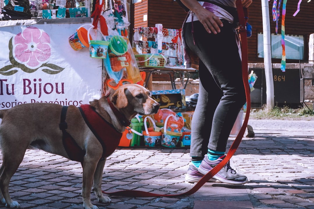 Bariloche con tu perro: la aventura patagónica que ambos se merecen