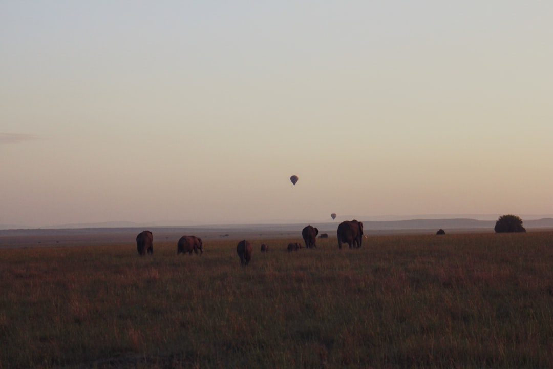Por qué un safari en globo sobre Kenia es la aventura africana que necesitás vivir