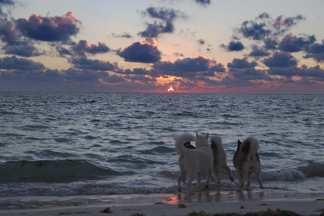 Pinamar con tu perro: la playa donde tu compañero peludo es la estrella del verano