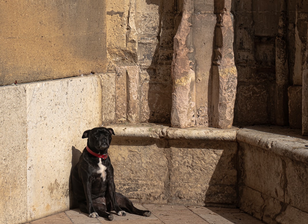 Viajar con tu perro a Europa es más fácil de lo que creés: la guía que necesitabas