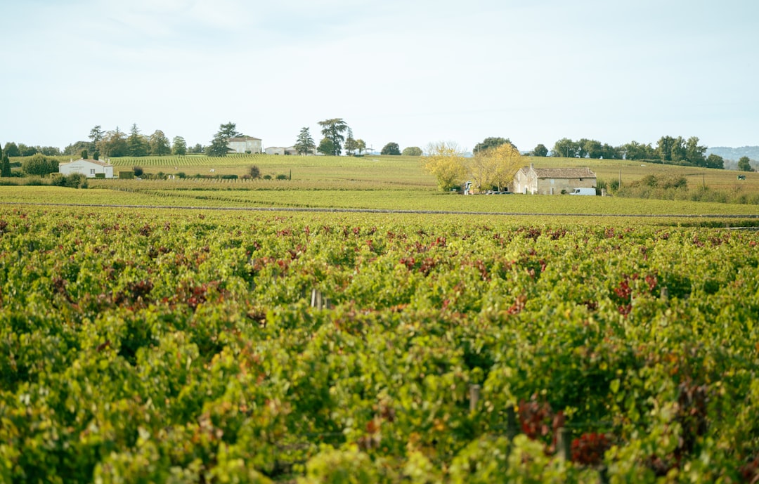 Por qué los viñedos de Burdeos son el viaje que los amantes del vino argentino estamos esperando