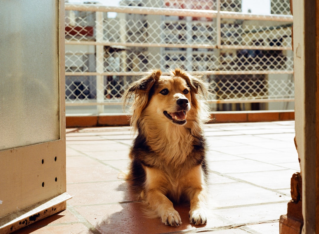 Viajás con tu perro a Buenos Aires: estos hoteles te abren las puertas (y el corazón)