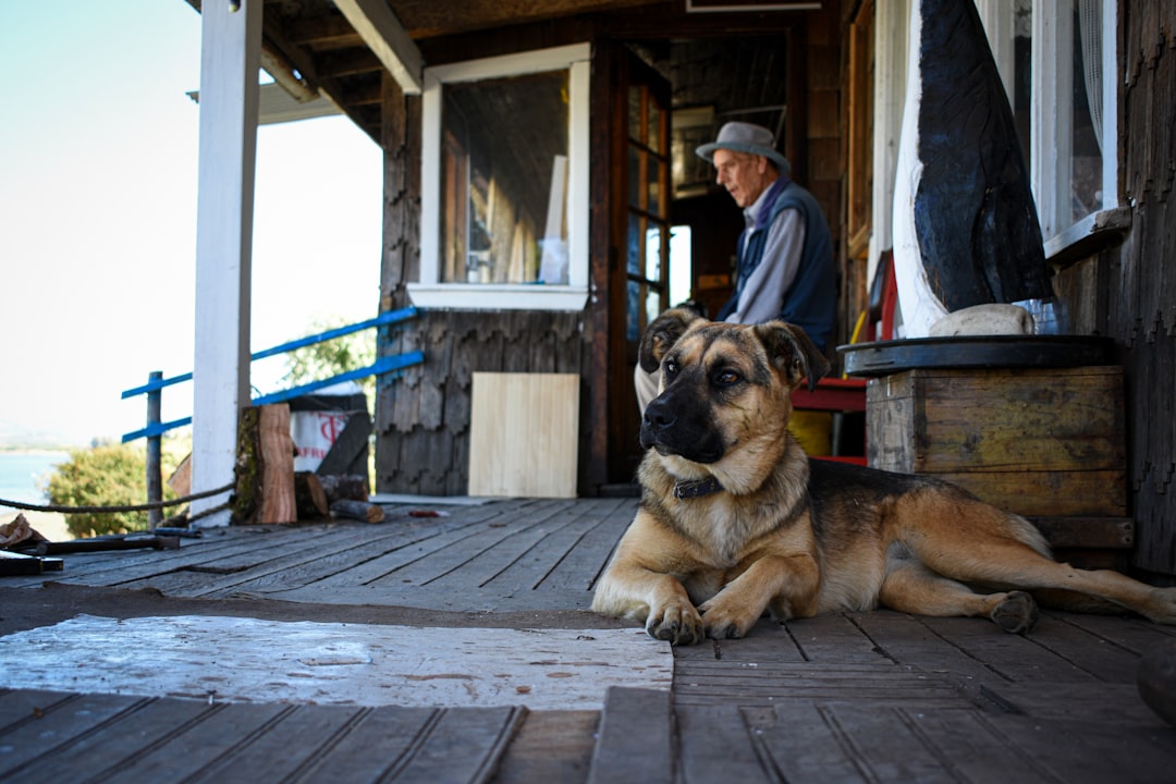 Mendoza con tu perro: los hoteles donde tu compañero peludo es VIP