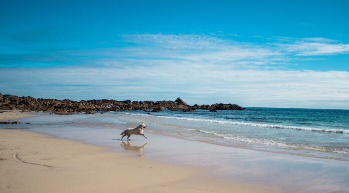 Italia te espera: las playas donde tu perro es la estrella del verano