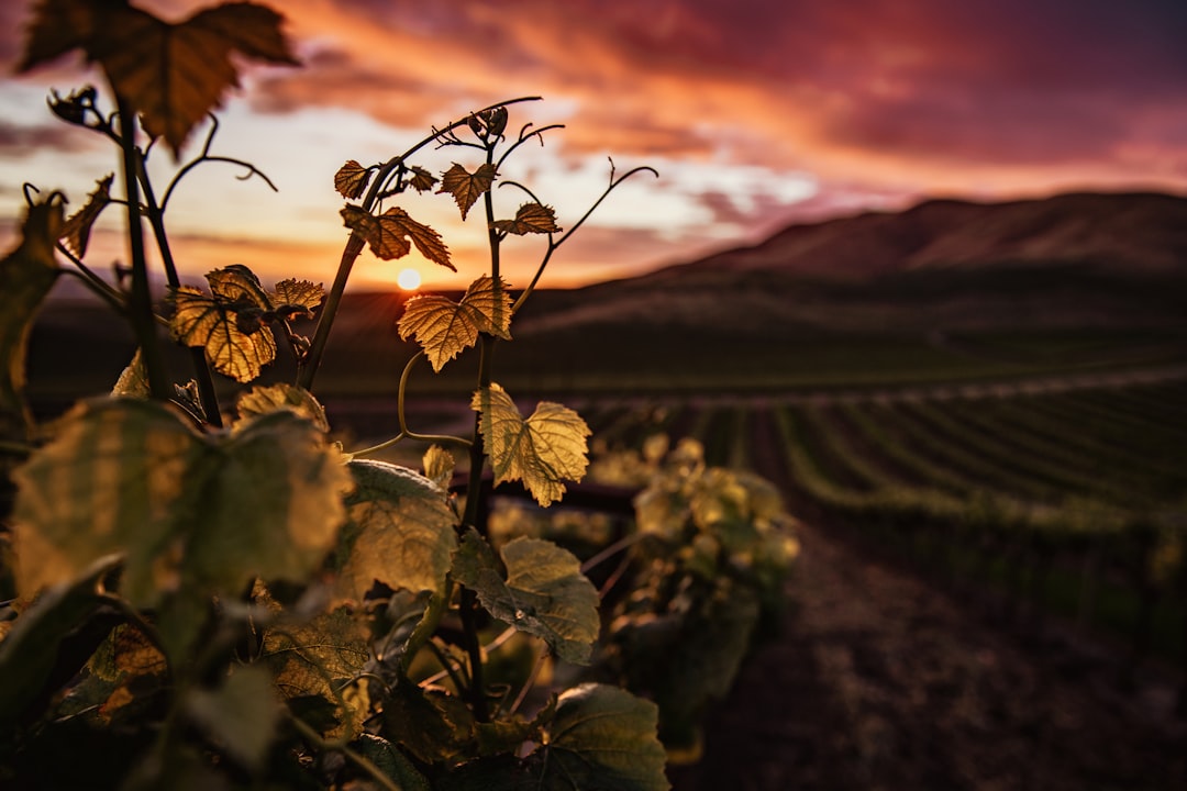 Los vinos rebeldes de Burdeos: cuando los enólogos dicen basta a las reglas tradicionales