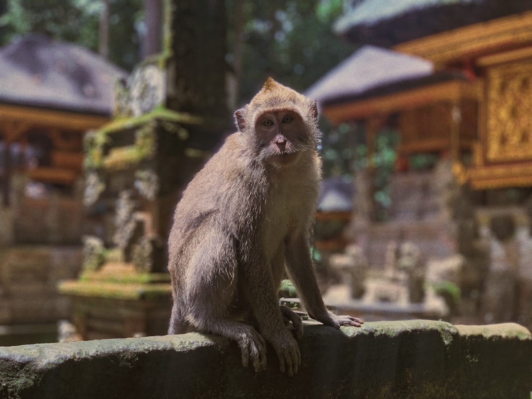 Ubud es el corazón de Bali y acá te contamos por qué no podés perdértelo