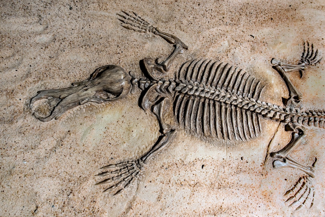 El Museo de La Plata: la catedral de los dinosaurios donde la historia te mira a los ojos