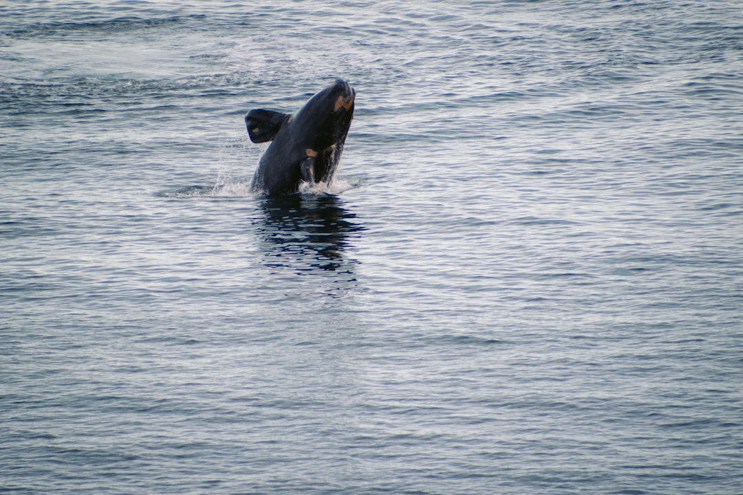 Puerto Madryn en octubre: por qué este es el mes perfecto para ver ballenas francas