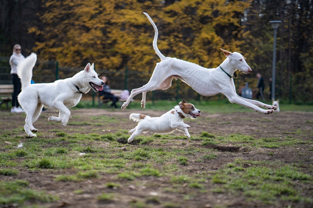 Nueva York con tu perro: los mejores hoteles pet friendly para disfrutar en familia