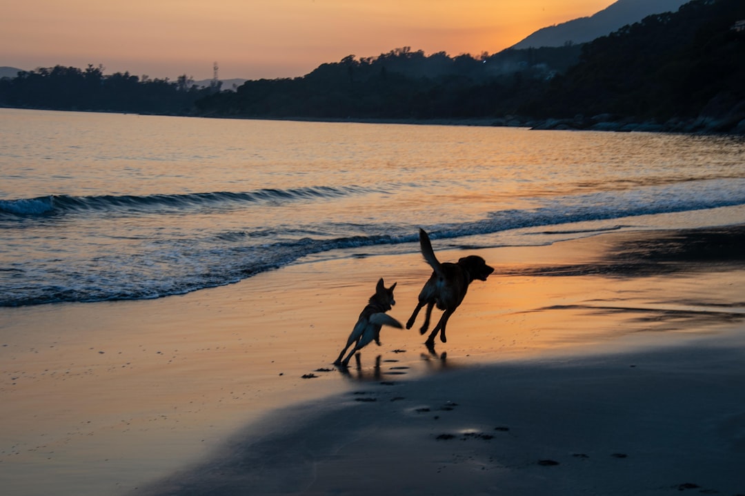 Pinamar con tu perro: la playa donde tu mejor amigo es el protagonista