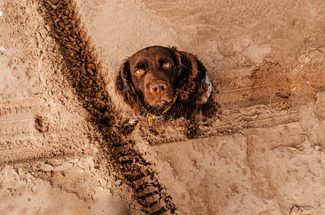 Villa Gesell con tu perro: la guía completa para disfrutar la playa en familia