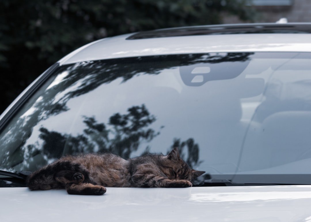 Viajar con tu gato a la costa: la guía definitiva para no dejar a tu compañero felino en casa