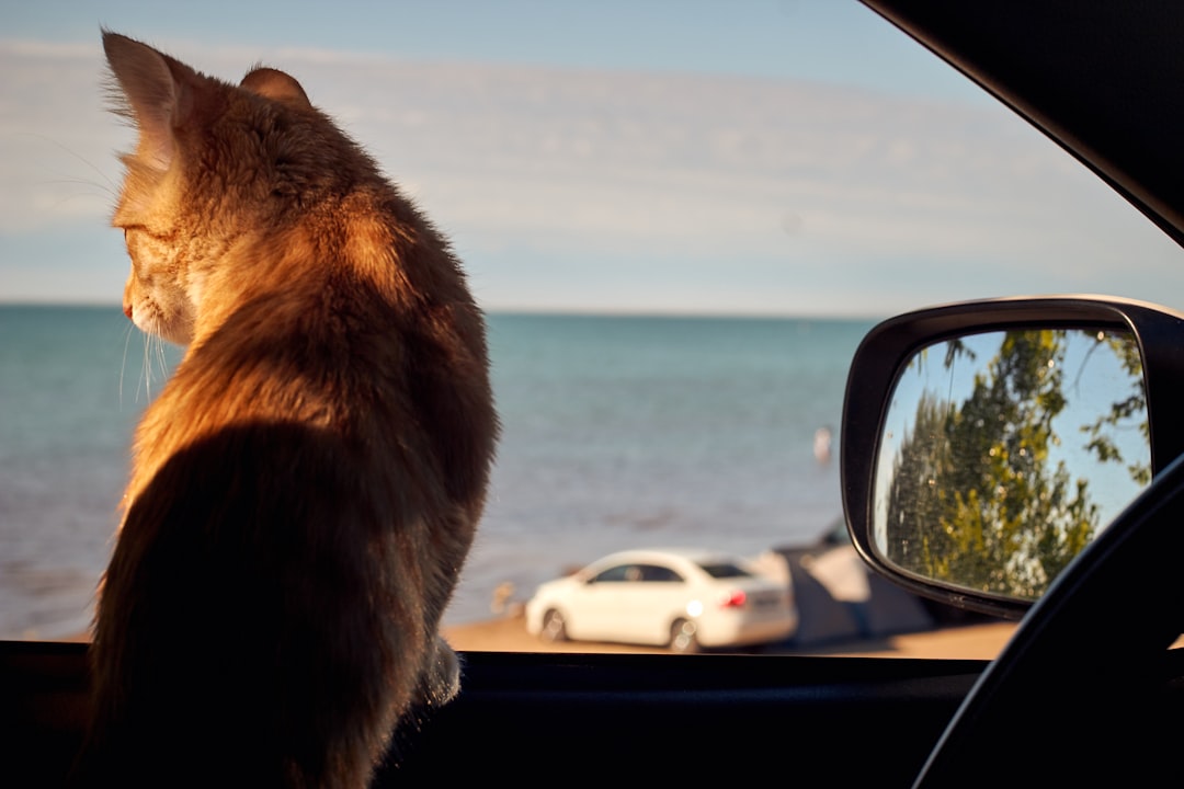 Viajar con tu gato a la costa: la guía definitiva para no dejar a tu compañero felino en casa