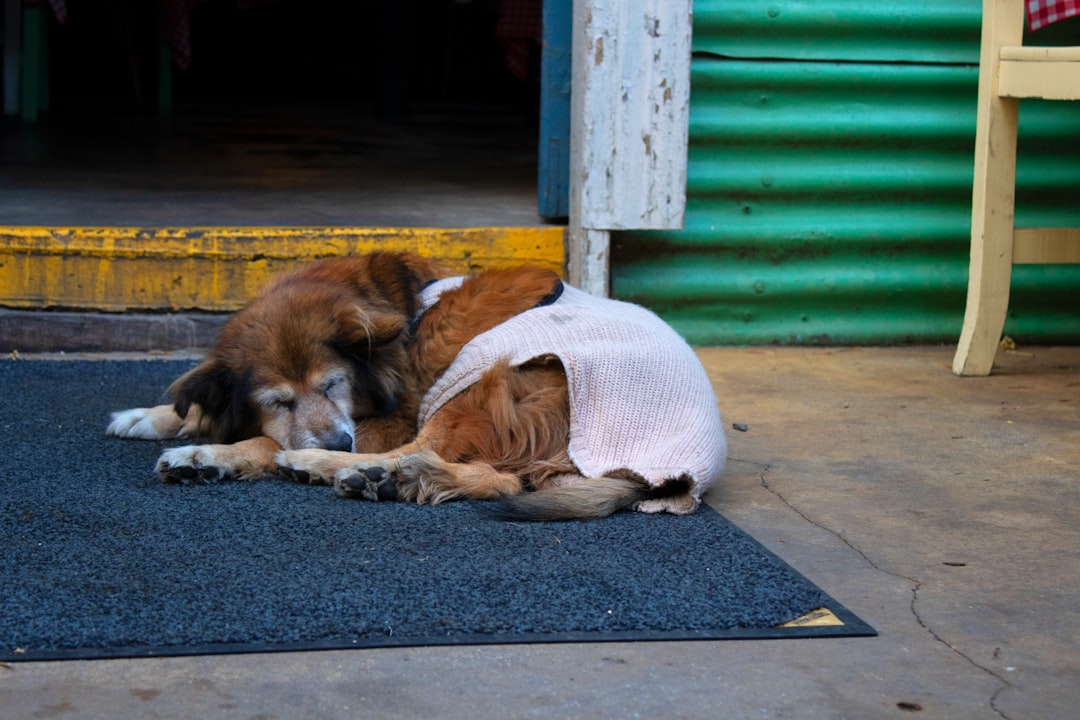 Tu perro merece probar las mejores cosas: los restaurantes donde comen como reyes en Buenos Aires