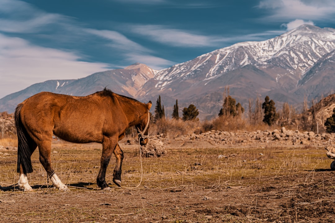 Por qué los viñedos de Mendoza en 2026 son la experiencia enoturística que no podés dejar pasar