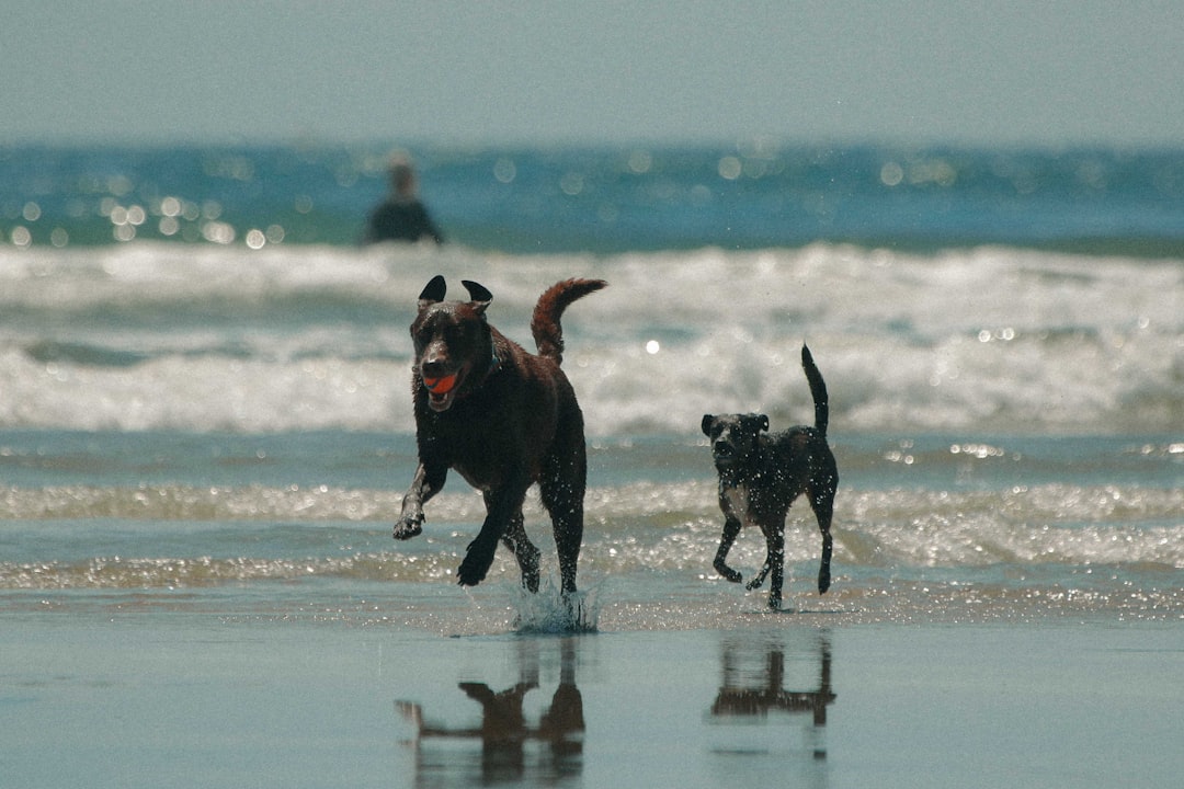 Playas para llevar a tu perro en Portugal: la guía que necesitabas antes de viajar