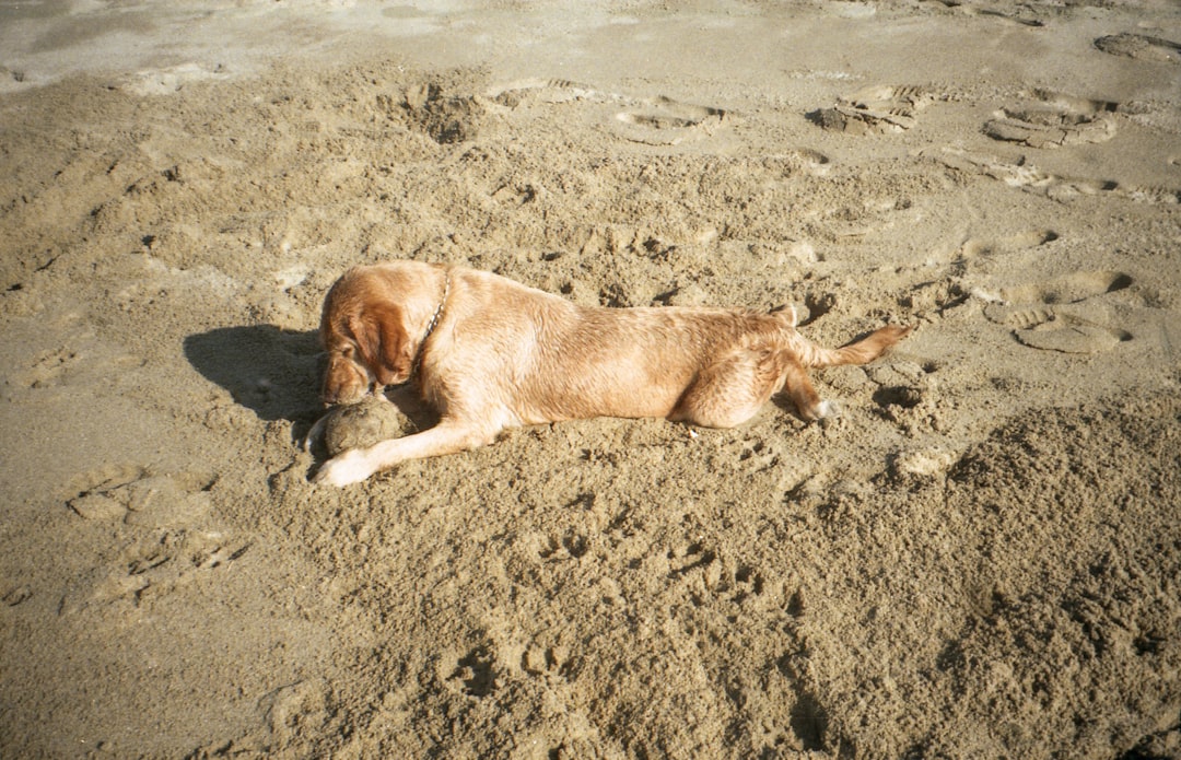 Cancún con tu perro: los mejores hoteles donde tu compañero peludo es bienvenido