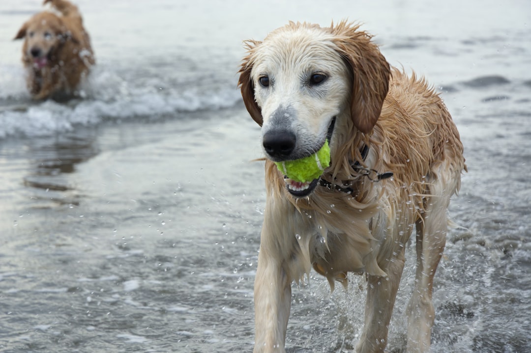 Cancún con tu perro: los mejores hoteles donde tu compañero peludo es bienvenido