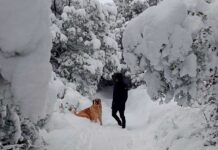 Tu perro va a alucinar en Bariloche: la guía definitiva para viajar juntos a la Patagonia