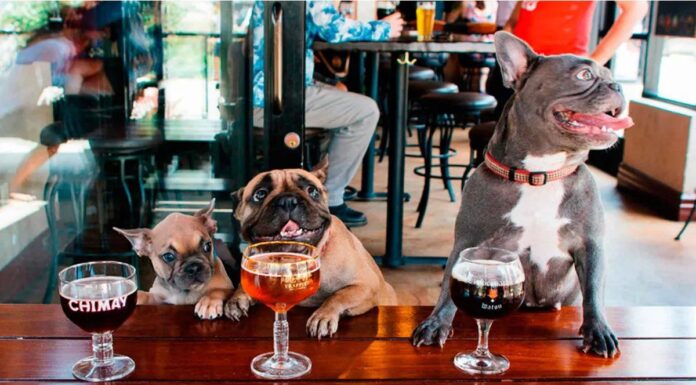 Estos restaurantes en Palermo te dejan llevar a tu perro sin culpa: guía definitiva para comer con tu compañero peludo