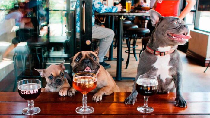 restaurantes-pet-friendlywebp