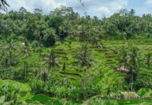 Ubud es el corazón espiritual de Bali y este es el itinerario perfecto para descubrirlo en 7 días