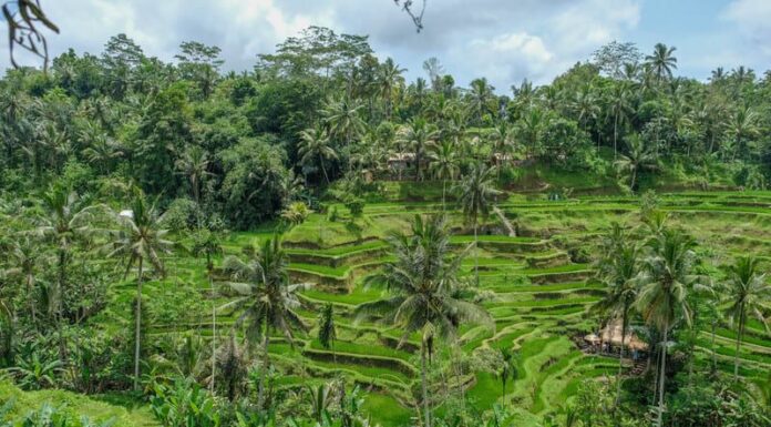Ubud es el corazón espiritual de Bali y este es el itinerario perfecto para descubrirlo en 7 días